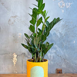 Portal Planters - The Phoebe