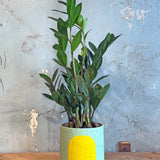 Portal Planters - The Betty